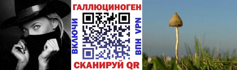 Псилоцибиновые грибы Psilocybine cubensis  Купить  Перевоз 